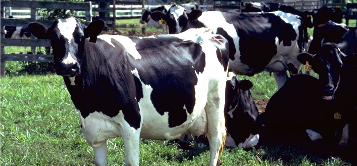 Dairy Cattle Reproduction – DAIReXNET